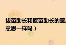 拔苗助長和揠苗助長的意思一樣嗎（拔苗助長和揠苗助長的意思一樣嗎）