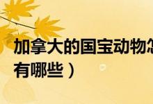 加拿大的國(guó)寶動(dòng)物怎么畫（加拿大的國(guó)寶動(dòng)物有哪些）