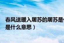 春風送暖入屠蘇的屠蘇是什么東西（春風送暖入屠蘇的屠蘇是什么意思）