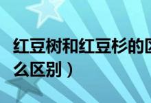 紅豆樹和紅豆杉的區(qū)別（紅豆樹和紅豆杉有什么區(qū)別）