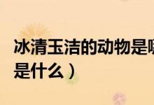 冰清玉潔的動物是哪個生肖（冰清玉潔的動物是什么）