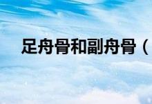 足舟骨和副舟骨（足副舟骨是哪個(gè)位置）