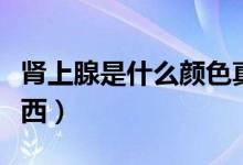 腎上腺是什么顏色真實(shí)圖片（腎上腺是什么東西）
