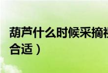 葫蘆什么時(shí)候采摘視頻（葫蘆什么時(shí)候采摘最合適）