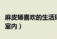 麻皮蝽喜歡的生活環(huán)境（麻皮蝽為什么會進入室內）