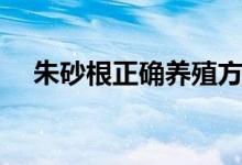 朱砂根正確養(yǎng)殖方法（朱砂根怎么養(yǎng)殖）