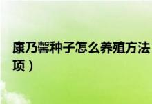 康乃馨種子怎么養(yǎng)殖方法（康乃馨種子的種植方法和注意事項）