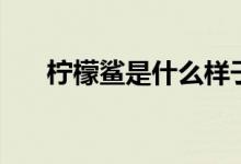 檸檬鯊是什么樣子的（檸檬鯊是什么）