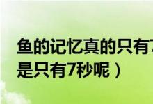 魚的記憶真的只有7秒嗎（魚的記憶真的是不是只有7秒呢）
