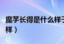 魔芋長(zhǎng)得是什么樣子的（什么是魔芋長(zhǎng)得什么樣）