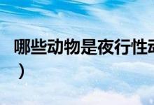 哪些動(dòng)物是夜行性動(dòng)物（哪些動(dòng)物是夜行動(dòng)物）