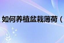 如何養(yǎng)植盆栽薄荷（養(yǎng)植盆栽薄荷方法簡(jiǎn)述）