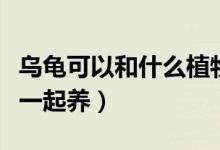 烏龜可以和什么植物混合養(yǎng)（烏龜可以和什么一起養(yǎng)）