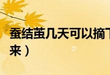蠶結繭幾天可以摘下來（蠶結繭幾天可以拿下來）
