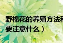 野棉花的養(yǎng)殖方法和注意事項(xiàng)（養(yǎng)殖野棉花需要注意什么）