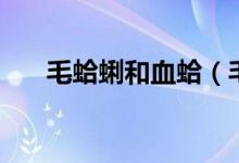 毛蛤蜊和血蛤(毛蛤蜊和血蛤蜊區(qū)別)