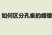 如何區(qū)分孔雀的雌雄（如何區(qū)分孔雀魚公母）