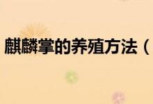 麒麟掌的養(yǎng)殖方法（關(guān)于麒麟掌的養(yǎng)殖方法）