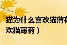 貓為什么喜歡貓薄荷原因是什么（貓為什么喜歡貓薄荷）