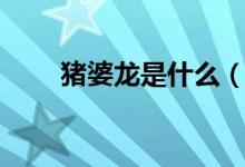 豬婆龍是什么（豬婆龍是什么動物）