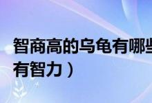 智商高的烏龜有哪些（哪種烏龜最有靈性或最有智力）