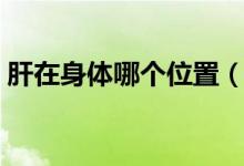 肝在身體哪個位置（肝在我們人體什么位置）