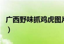 廣西野味抓雞虎圖片（廣西抓雞虎是什么動物）