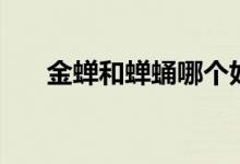 金蟬和蟬蛹哪個(gè)好（金蟬和蟬的區(qū)別）