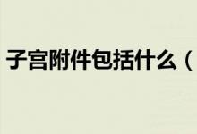 子宮附件包括什么(子宮附件包括什么部位)