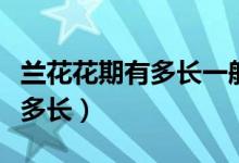 蘭花花期有多長一般什么時候開（蘭花花期有多長）