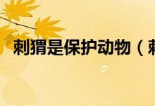 刺猬是保護(hù)動(dòng)物（刺猬是保護(hù)動(dòng)物嗎幾級）