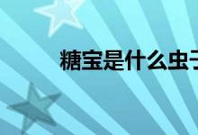 糖寶是什么蟲子（糖寶是什么蟲）