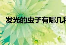 發(fā)光的蟲子有哪幾種（發(fā)光的蟲子有哪些）