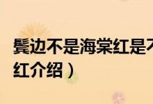鬢邊不是海棠紅是不是抗戰(zhàn)片（鬢邊不是海棠紅介紹）