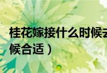 桂花嫁接什么時候去掉薄膜（桂花嫁接什么時候合適）