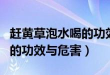 趕黃草泡水喝的功效專家解讀(趕黃草泡水喝的功效與危害)