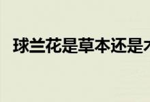 球蘭花是草本還是木本（球蘭花是否有毒）