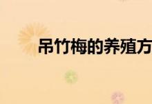 吊竹梅的養(yǎng)殖方法（怎么養(yǎng)吊竹梅）