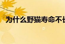 為什么野貓壽命不長（為什么野貓不能養(yǎng)）