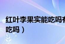 紅葉李果實能吃嗎有什么功效（紅葉李果實能吃嗎）