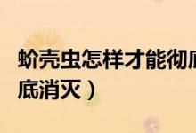 蚧殼蟲怎樣才能徹底消滅（蚧殼蟲怎樣才能徹底消滅）