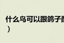 什么鳥可以跟鴿子配對(duì)（什么鳥可以跟隨主人）