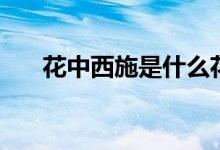花中西施是什么花名（花中西施介紹）