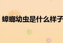 蟑螂幼蟲是什么樣子的圖片（蟑螂幼蟲多大）