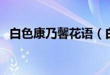 白色康乃馨花語（白色康乃馨花語是什么）