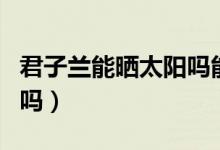 君子蘭能曬太陽嗎能淋雨嗎（君子蘭能曬太陽嗎）