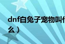 dnf白兔子寵物叫什么名字（dnf白兔子是什么）