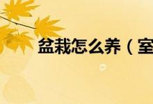 盆栽怎么養(yǎng)(室內(nèi)盆栽植物怎么養(yǎng))