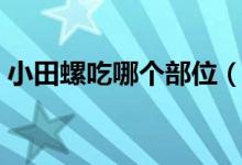 小田螺吃哪個部位（小田螺吃法吃哪一部分）