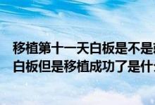移植第十一天白板是不是就失敗了（移植術(shù)后十一天檢測(cè)是白板但是移植成功了是什么情況）